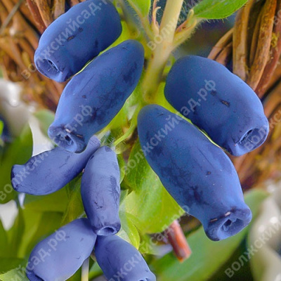 Жимолость Калипсо