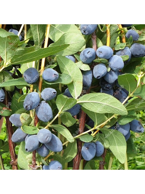 Жимолость Сердце гиганта