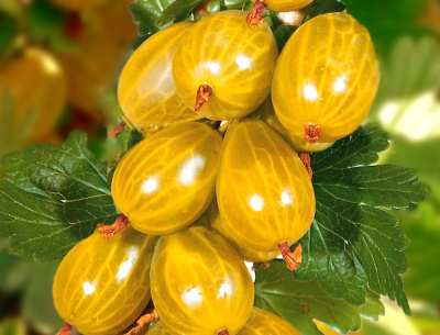 Крыжовник Хиннонмаки Желтый