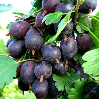 Крыжовник Черный негус