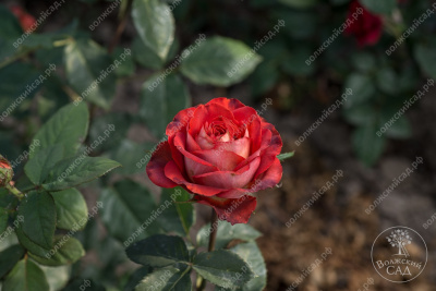 Роза Гиннесс (ч.-гибрид, красн)