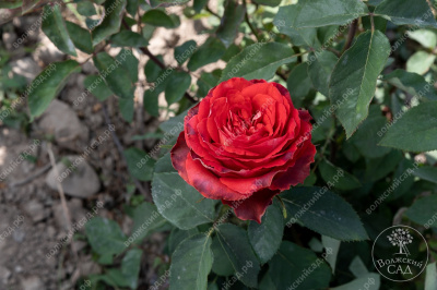 Роза Гиннесс (ч.-гибрид, красн)
