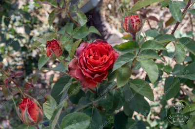 Роза Гиннесс (ч.-гибрид, красн)