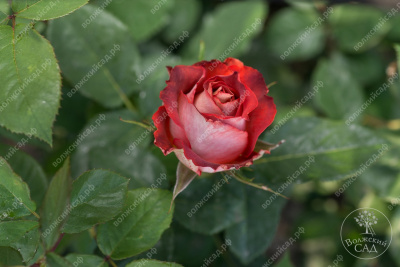 Роза Гиннесс (ч.-гибрид, красн)