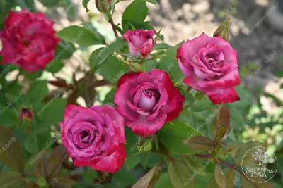 Роза Парадайз (ч.-гибрид, фиолет. красный)