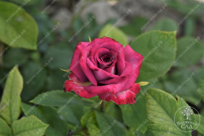 Роза Парадайз (ч.-гибрид, фиолет. красный)