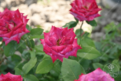 Роза Парадайз (ч.-гибрид, фиолет. красный)