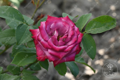 Роза Парадайз (ч.-гибрид, фиолет. красный)