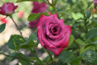 Роза Парадайз (ч.-гибрид, фиолет. красный)