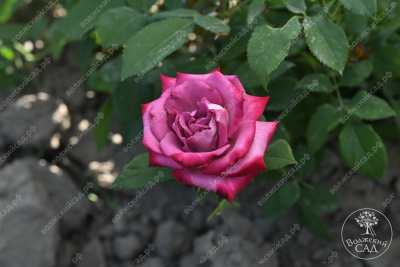 Роза Парадайз (ч.-гибрид, фиолет. красный)