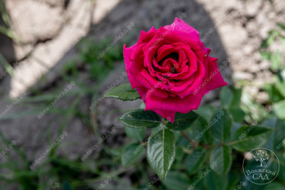 Роза Топаз (ч.-гибрид, ярко-розов)