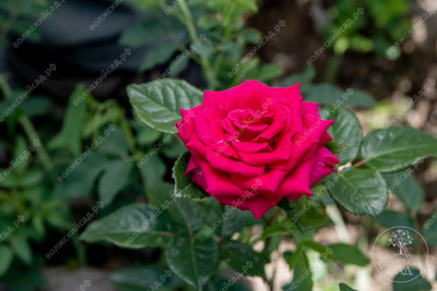 Роза Топаз (ч.-гибрид, ярко-розов)