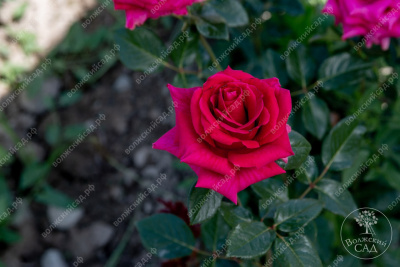 Роза Топаз (ч.-гибрид, ярко-розов)