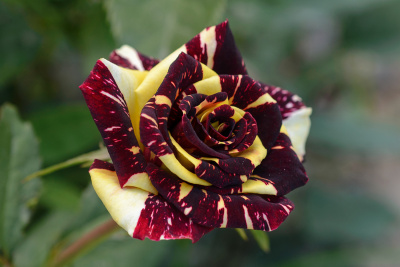 Роза Абракадабра плетистая (плетистая, красная с желтыми полосами)