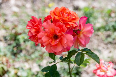 Роза Вестерленд (плетист, оранжевая)