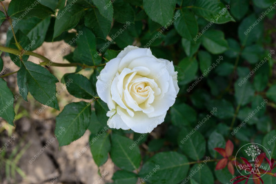Роза Вирджиния (ч.-гибрид,белая)