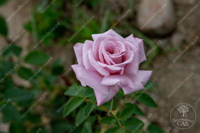 Роза Голубой Нил (ч.-гибрид, лавандов)