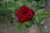 Роза Гранд гала (ч.-гибрид, красн)