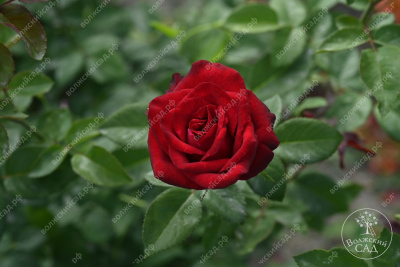 Роза Гранд гала (ч.-гибрид, красн)