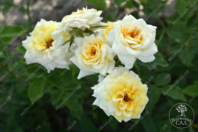 Роза Йеллоу долл (миниатюр, желт)