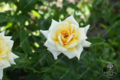 Роза Йеллоу долл (миниатюр, желт)