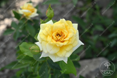 Роза Йеллоу долл (миниатюр, желт)