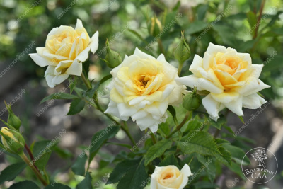 Роза Йеллоу долл (миниатюр, желт)