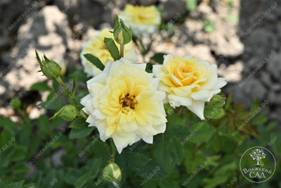 Роза Йеллоу долл (миниатюр, желт)