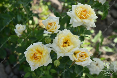 Роза Йеллоу долл (миниатюр, желт)