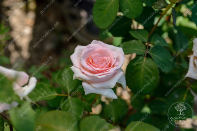 Роза Клэр 2006 (ч.-гибрид, розов)