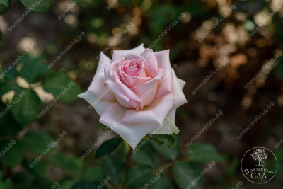 Роза Клэр 2006 (ч.-гибрид, розов)