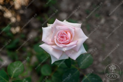 Роза Клэр 2006 (ч.-гибрид, розов)