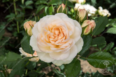 Роза Космос (флориб., белая)