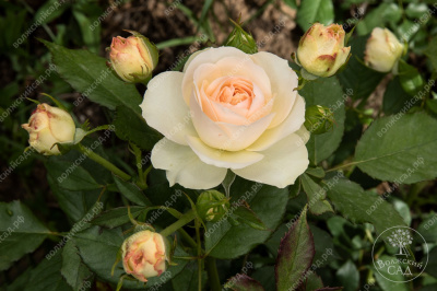 Роза Космос (флориб., белая)