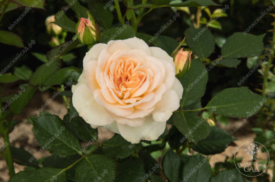 Роза Космос (флориб., белая)