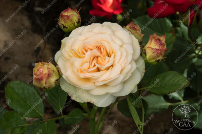 Роза Космос (флориб., белая)