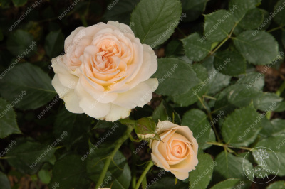 Роза Космос (флориб., белая)