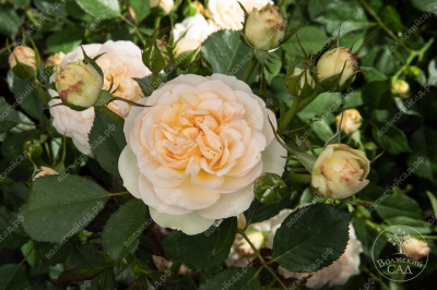 Роза Космос (флориб., белая)