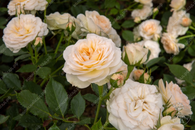 Роза Космос (флориб., белая)