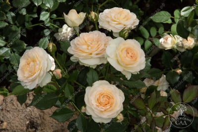 Роза Космос (флориб., белая)