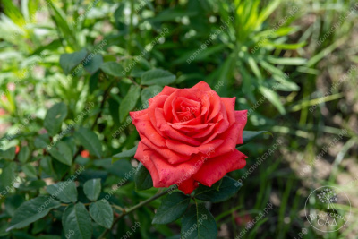 Роза Муви стар (ч.-гибрид, розов)