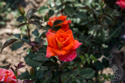 Роза Моника (ч.-гибрид, оранж)