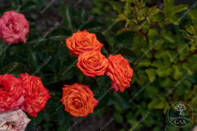 Роза Оранж бейби (спрей,оранж)