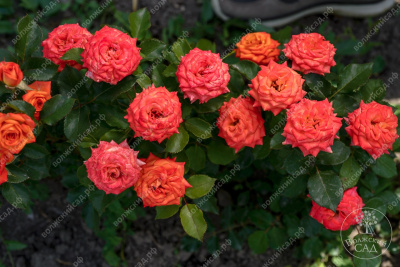 Роза Оранж бейби (спрей,оранж)