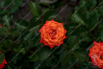 Роза Оранж бейби (спрей,оранж)