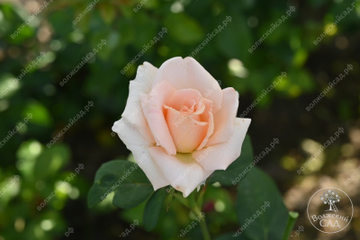 Роза Осиана (ч.-гибрид, бел)