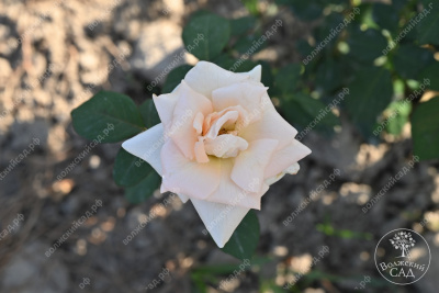 Роза Осиана (ч.-гибрид, бел)