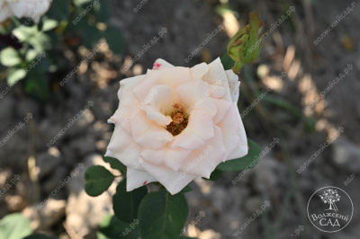 Роза Осиана (ч.-гибрид, бел)