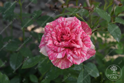 Роза Пинк интуишн (ч.-гибрид, розовый, белый)