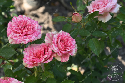 Роза Пинк интуишн (ч.-гибрид, розовый, белый)